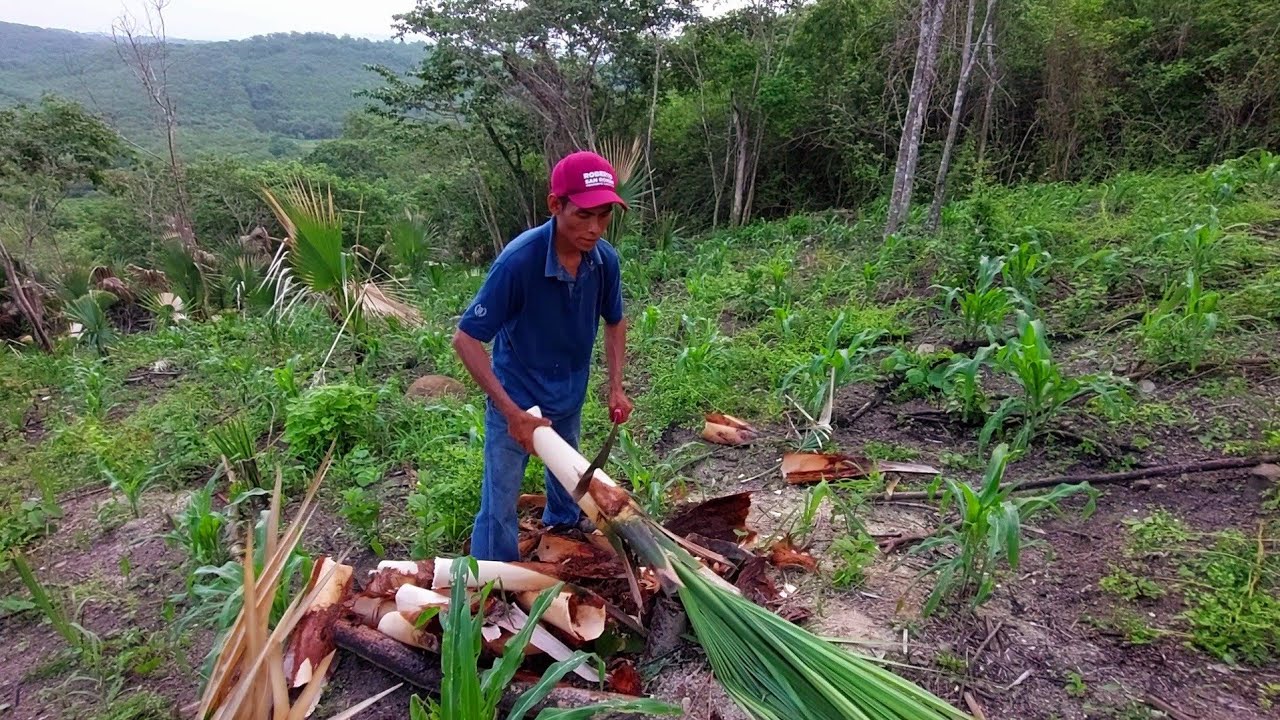 Sacando un Palmito Para un Delicioso Guiso 😋 Y ustedes Como lo Prepararian ? 🤩