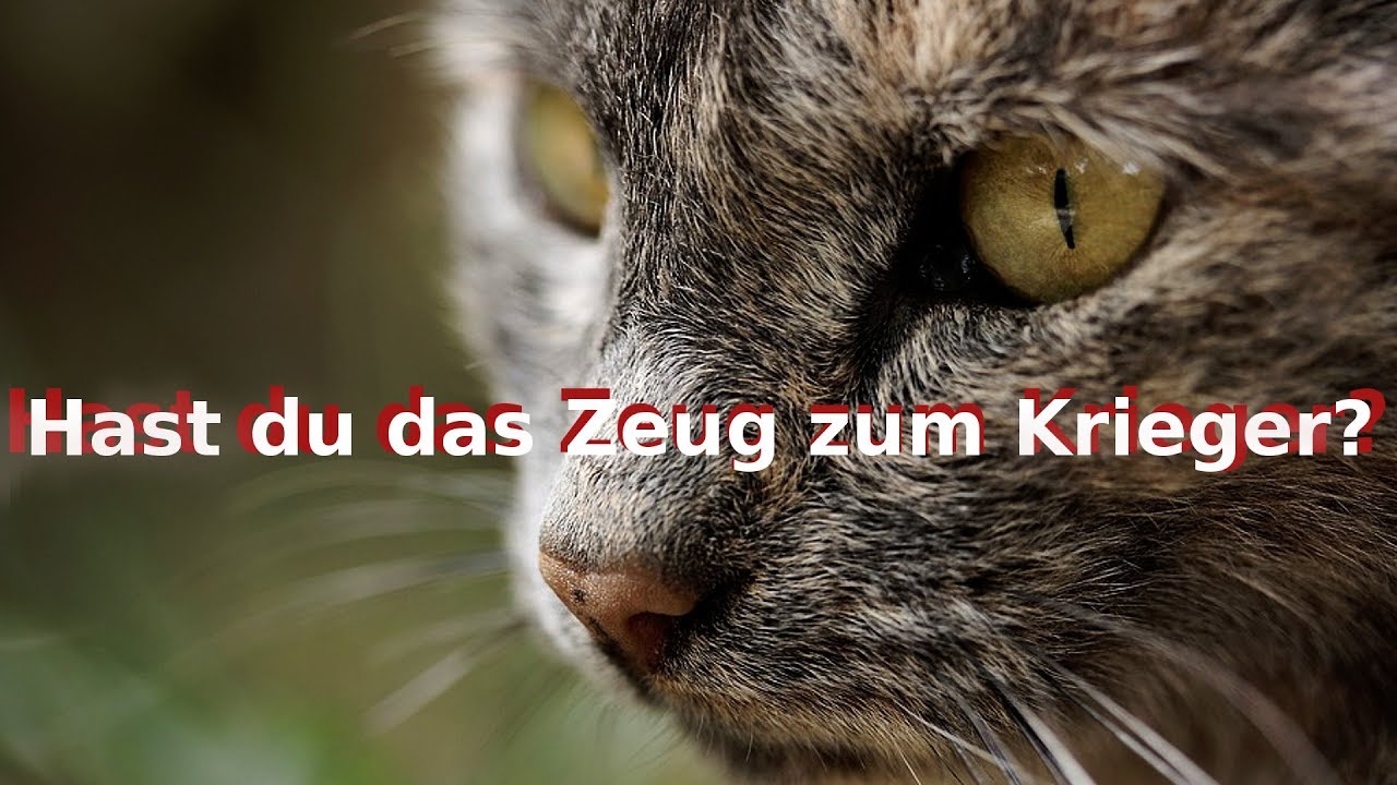 Warrior Cats Hast du das Zeug zum Krieger?