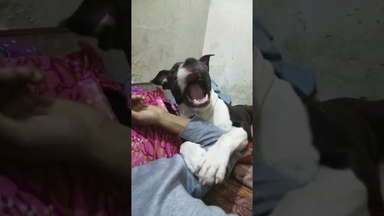 Chiku or me masti Time #pitbull #youtubevideo #viral 
