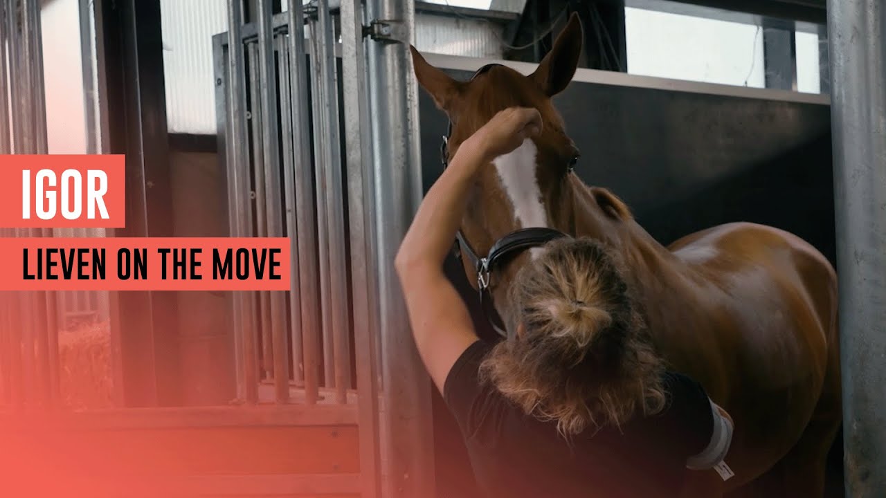 The extraordinary recovery process of Igor..  🏇🏻