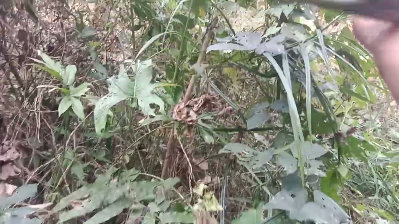 Misu bijak amani video