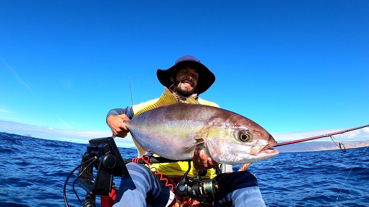 Amberjack action