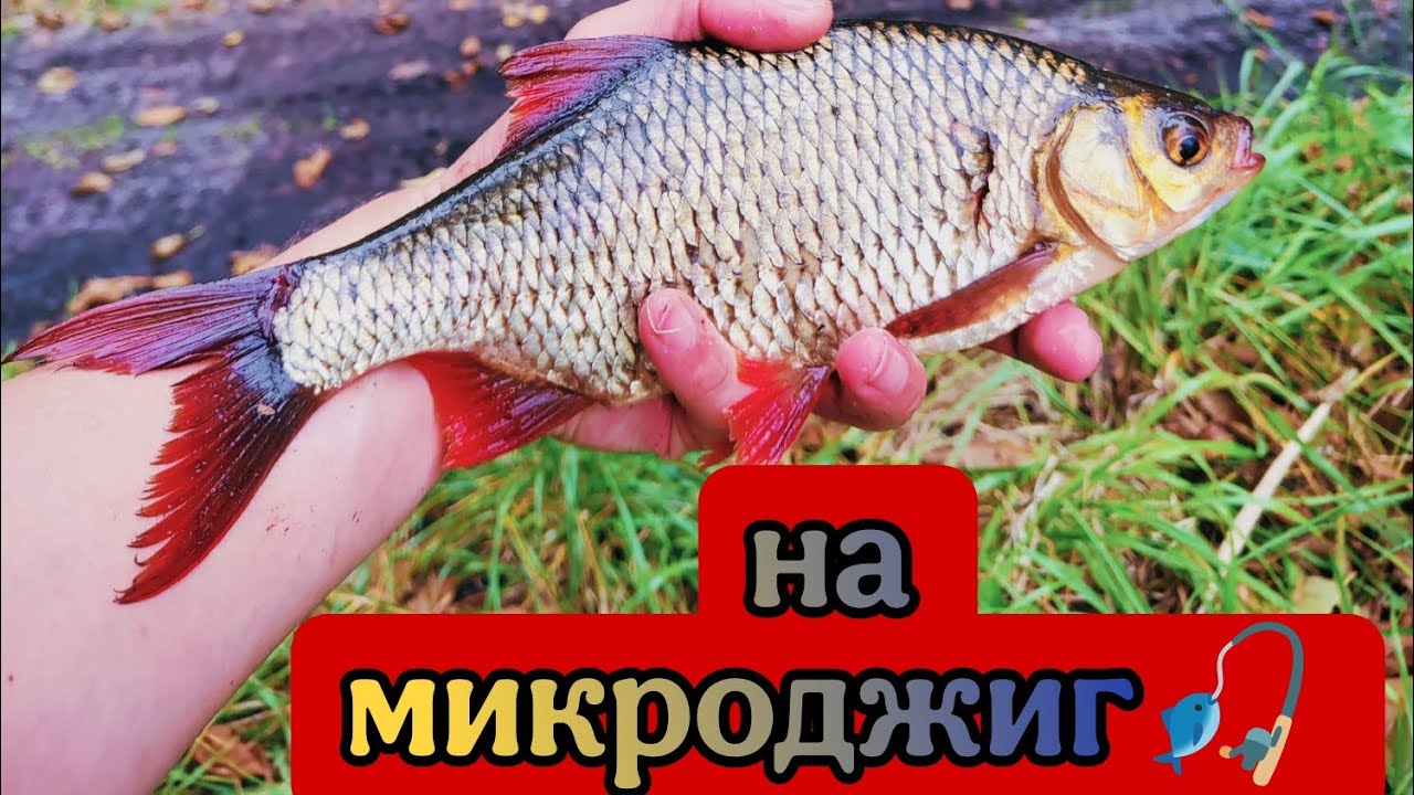 Красноперка на спиннинг nautilus Fugu + daiwa