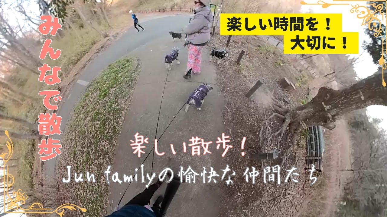 【広大な公園散歩】 広々とした公園でfamily散歩#ミニチュアシュナウザー#シュナウザー#dogLife#多頭買い#犬の居る暮らし