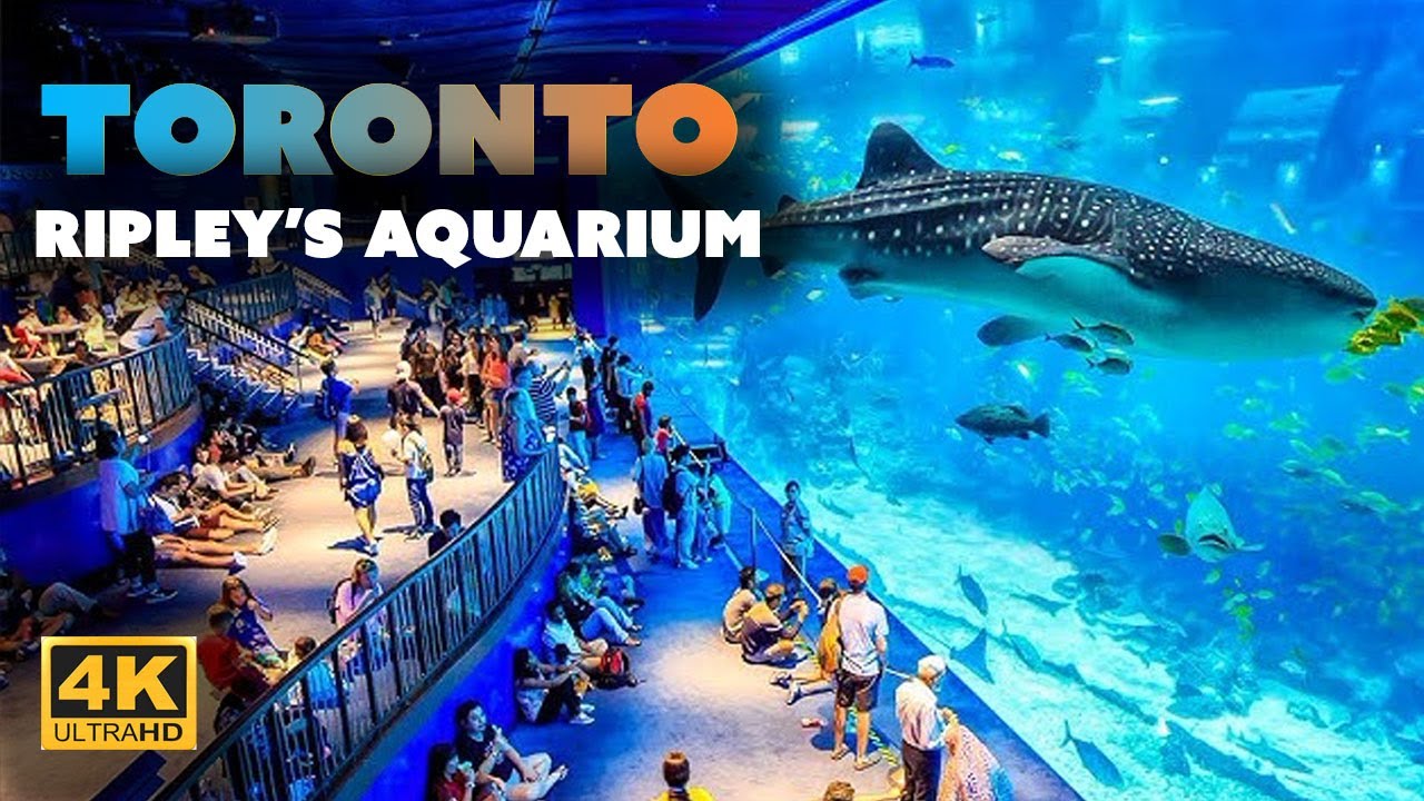 【4K】Toronto Canada 4K walking tour of Ripley’s Aquarium #calgary #toronto #ripleysaquarium  #canada
