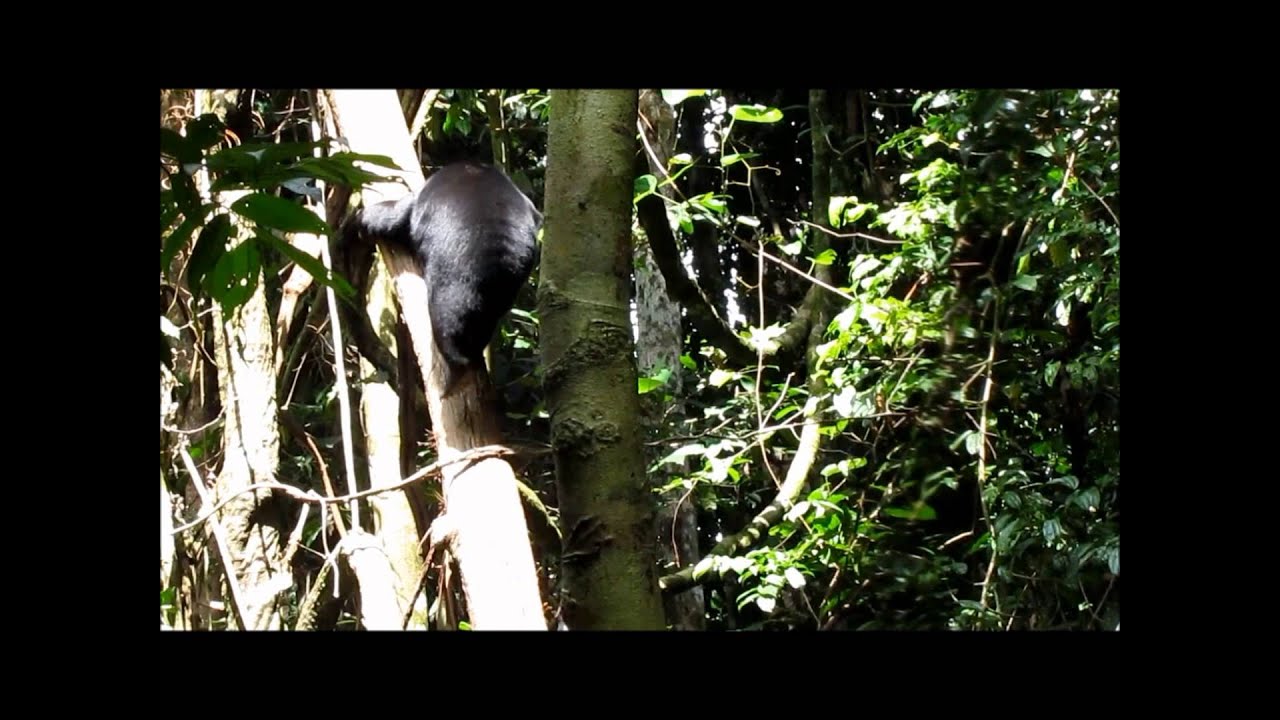 Sun Bear Behavior | The Tree Loving Sun Bear Playing Sleeping And Nesting | BSBCC