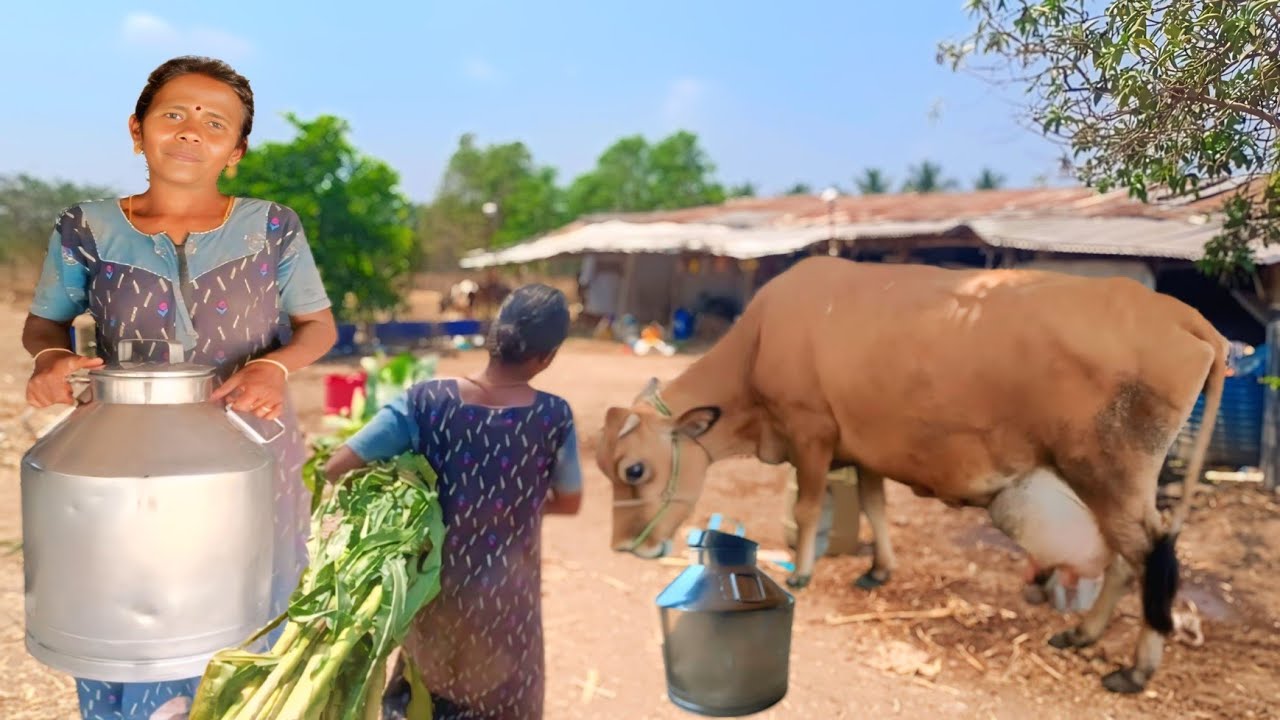 20 HF மாடுகள் வாடகை நிலத்தில் வளர்த்து நேரடியாக பால் சப்ளை செய்யும் தம்பதி| Dairy Farm|Siva Arun Tv 