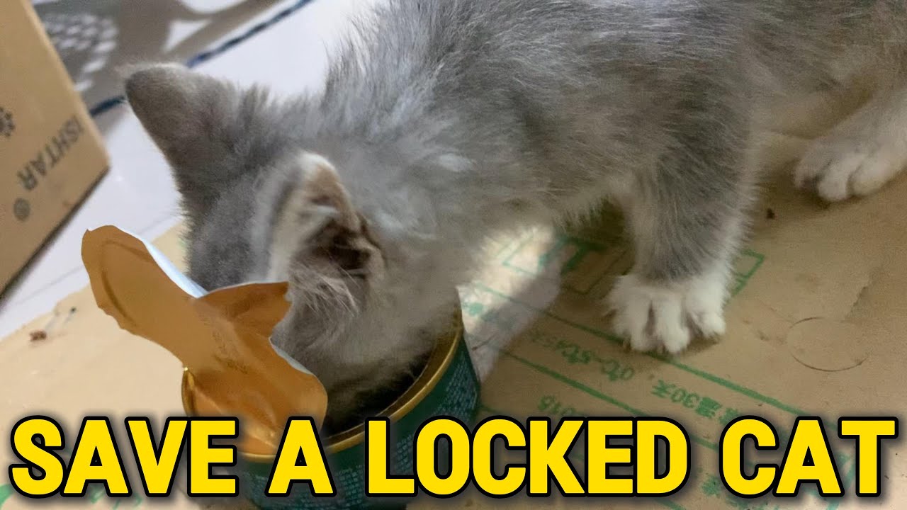 Saving a Trapped Stray Kitten | Cat Rescue #cat