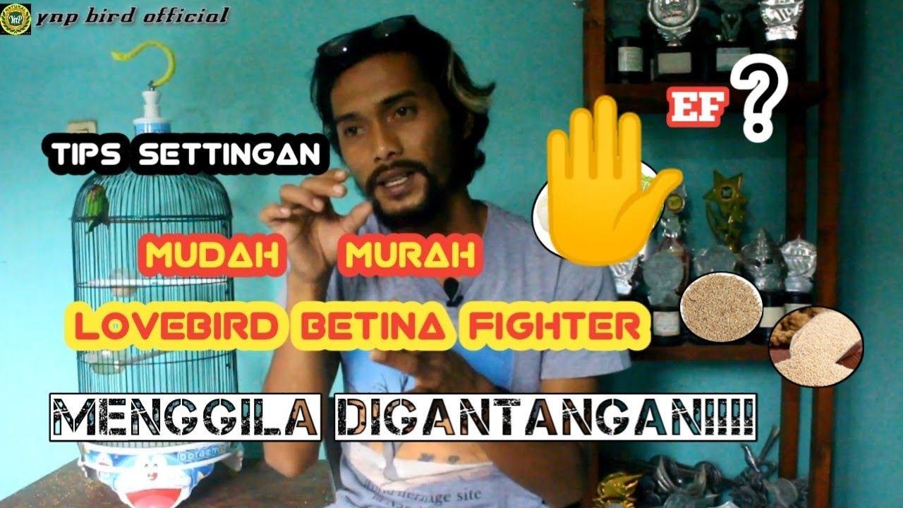 Tips Settingan Lovebird Single Fighter cara Mudah dan Murah