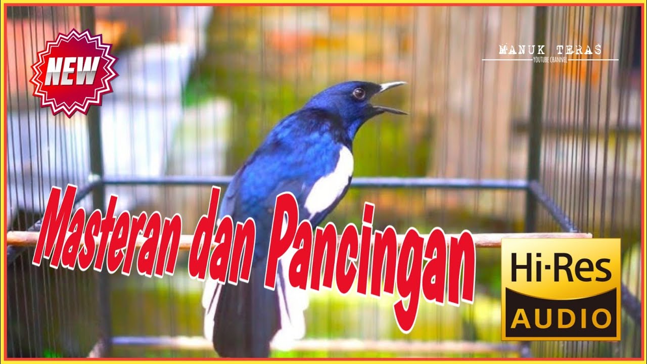 Masteran dan Pancingan Kacer Agar Emosi Langsung Buka Ekor