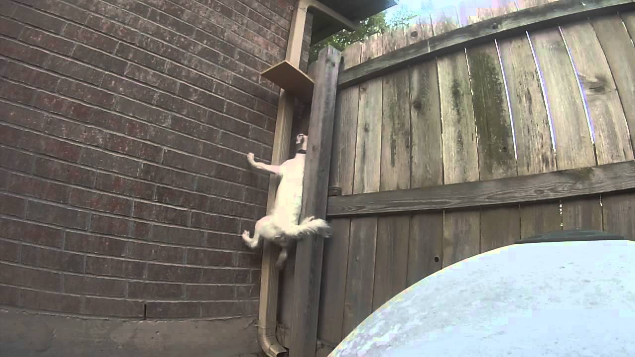 Lucky the Jack Russell mix trying to escape
