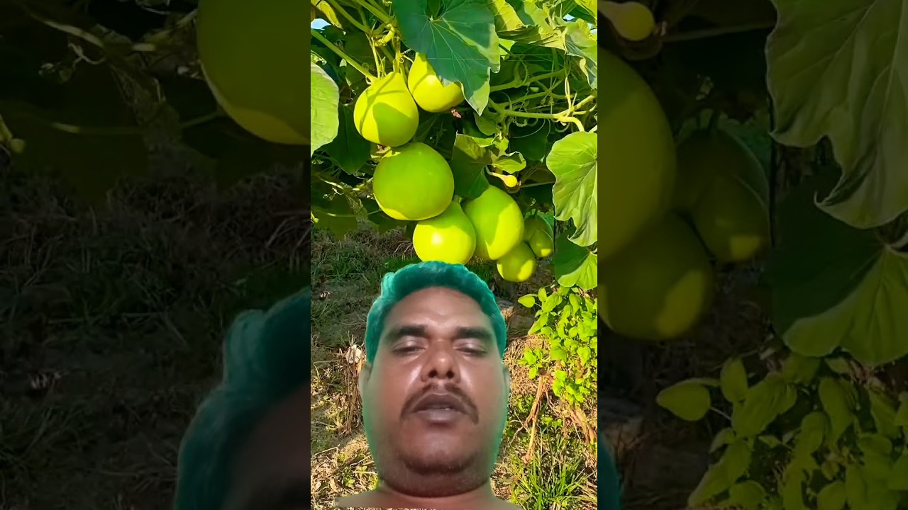 I saw wonderful vegetable #shots #youtubeshorts