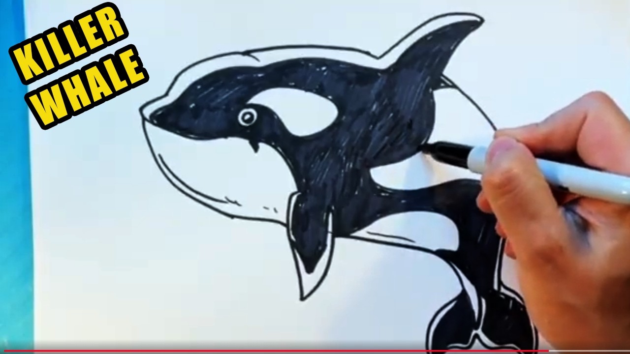 How to Draw an ORCA WHALE