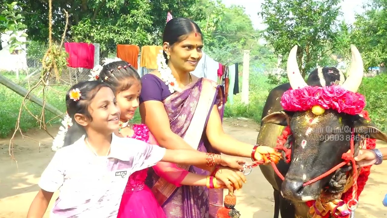 நெய்வேலி தை திருநாளம் தமிழர் திருநாளை நடைபெற்ற பொங்கல்விழா ஏறுதழுவுதல் நிகழ்ச்சி வீரா போட்டகிராபி