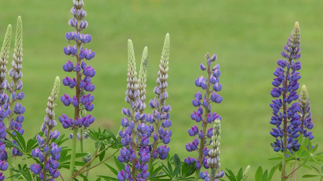 Nikon D500 4K UHD Video Sample #1: 3840 x 2160, 30fps, ISO 1600