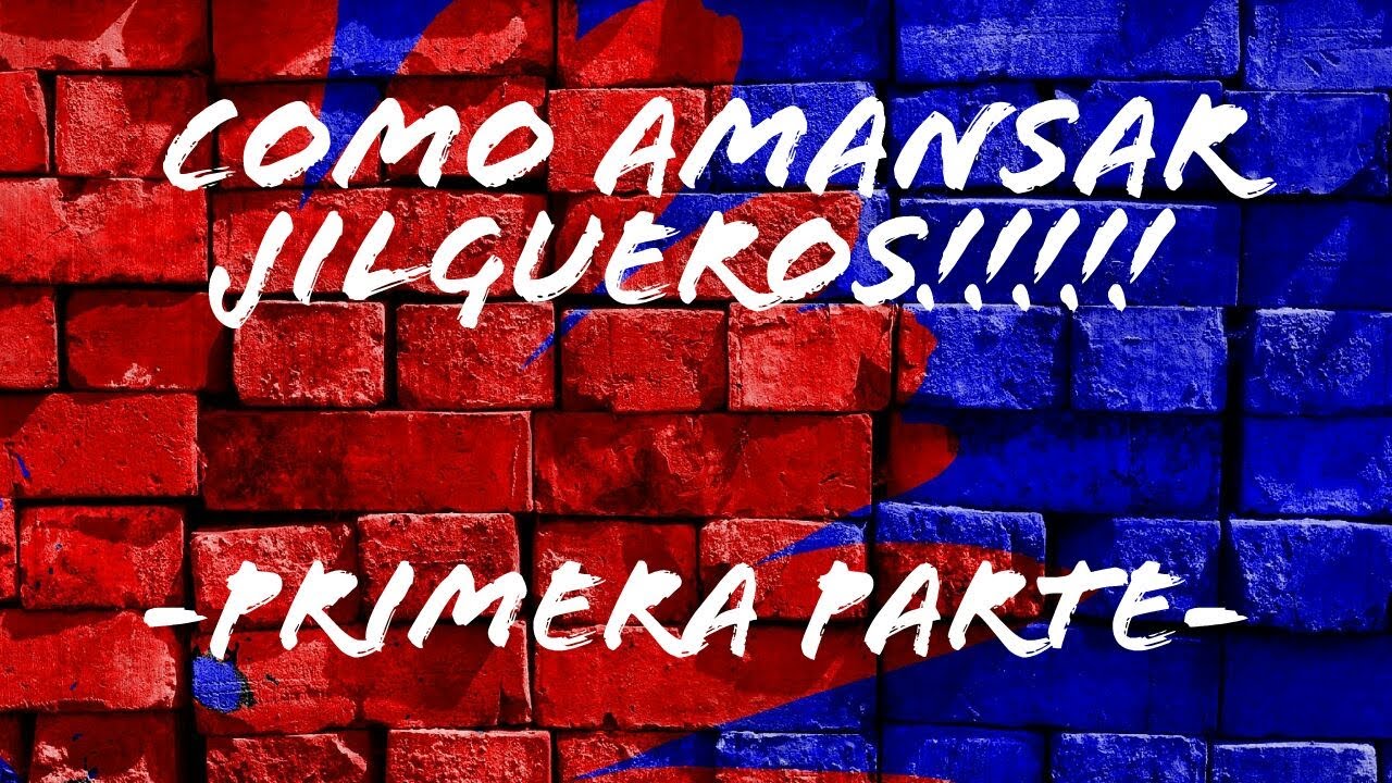 PARTE 1 - Como amansar y domesticar un jilguero para que cante en la mano (sicalis flaveola)