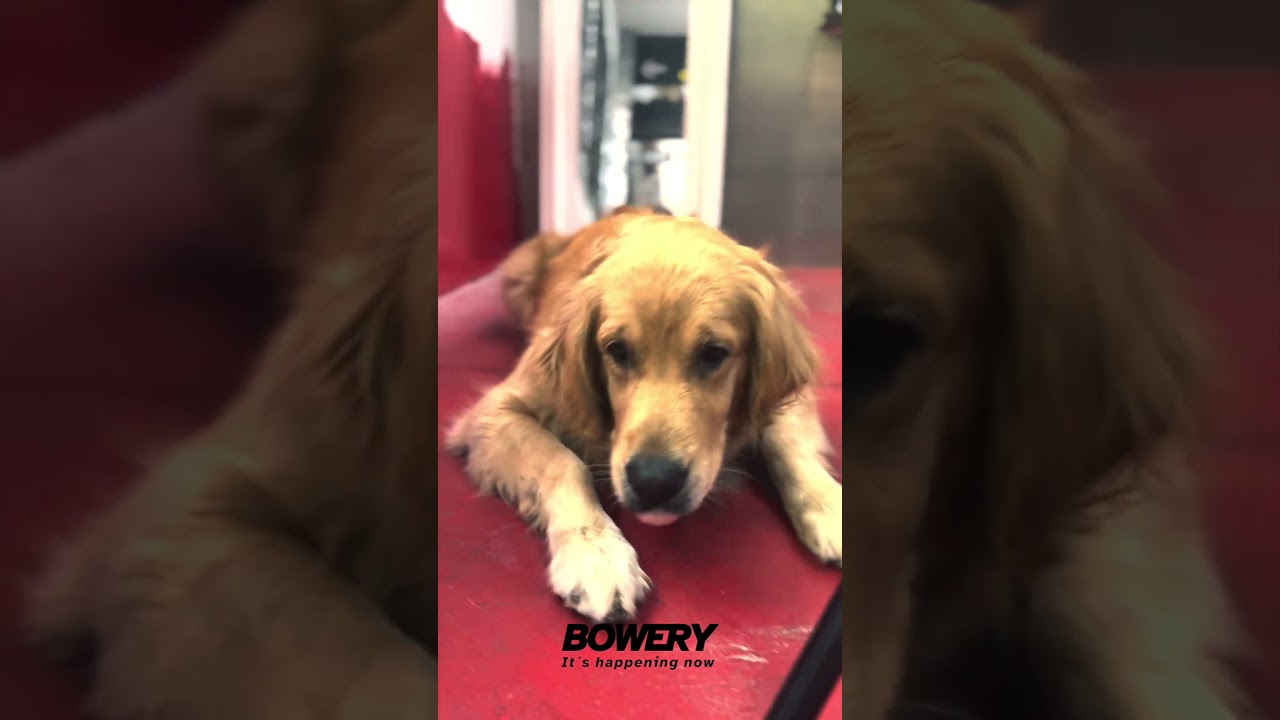 Pr&oacute;ximos a lanzar @bowerytv y Clarita siempre #goldenretriever
