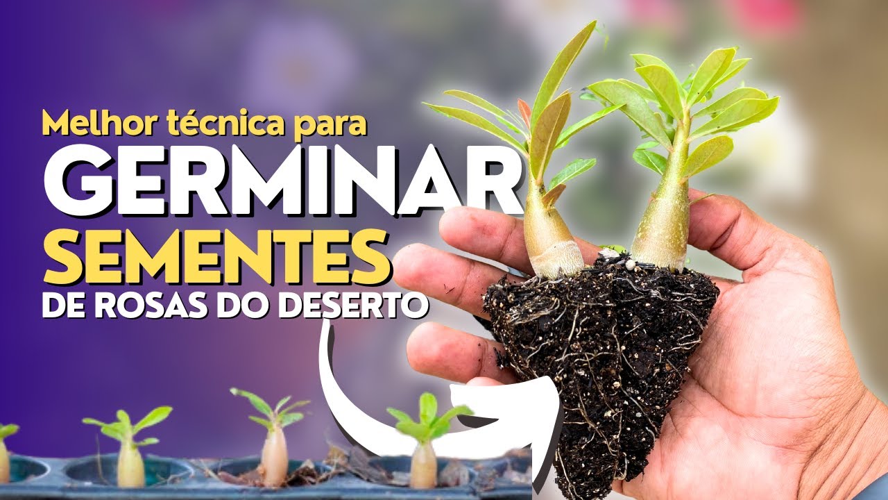 Melhor técnica para GERMINAR SEMENTES de Rosas do Deserto!