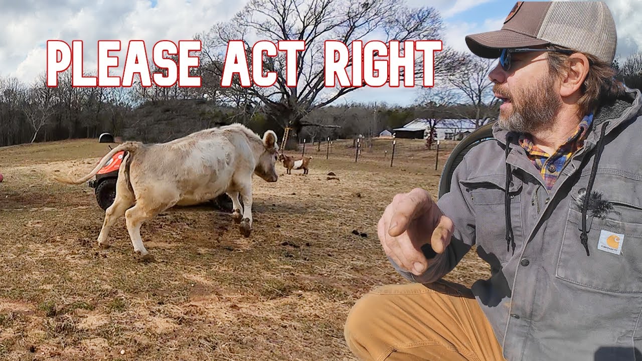 Is A Drama-Free Day Possible? (Daily Farm Life)
