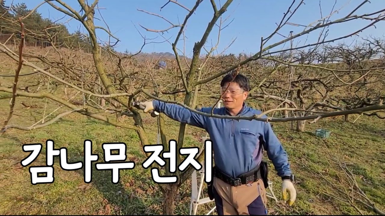 감나무전지.전정🌳감나무의 생리를 이해하며 전지하는 중요한 꿀팁!