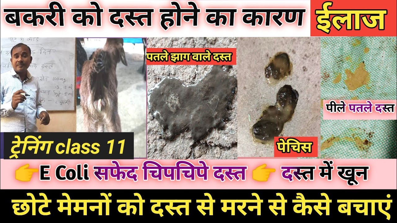 Online Goatfarming Training Class 11 |Dast | diarrhea ka ilaaj | Bakri ke dast ka ilaaj|Vimalumrao