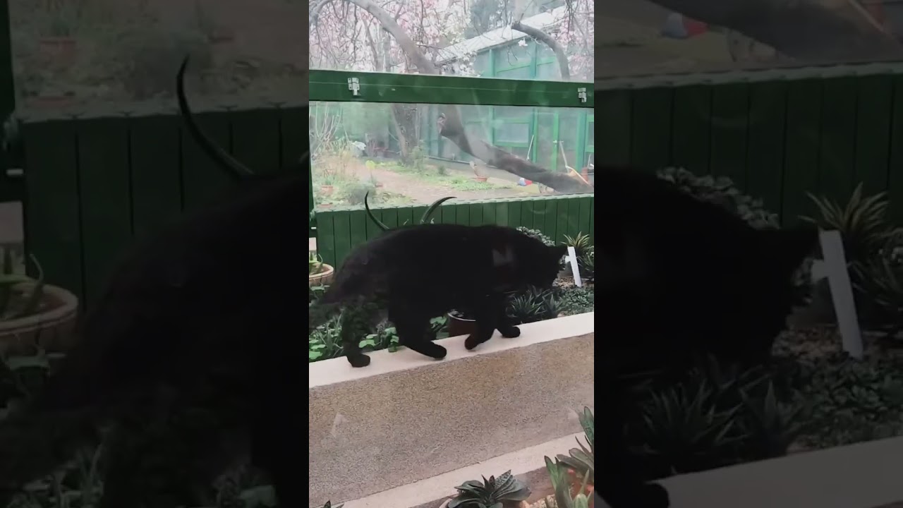 Draw with ME in the botanical garden | where Wednesday movie was filmed #drawwithme