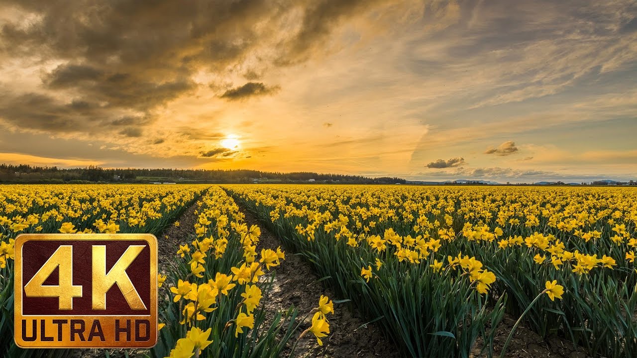 Spring Flowers 4K Video with Nature Sounds, Birds Chiping - Skagit Valley Daffodils
