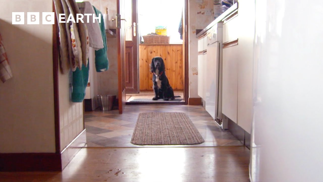 Nervous Adolescent Dog Adjusts To New Home | Wonderful World of Puppies | BBC Earth