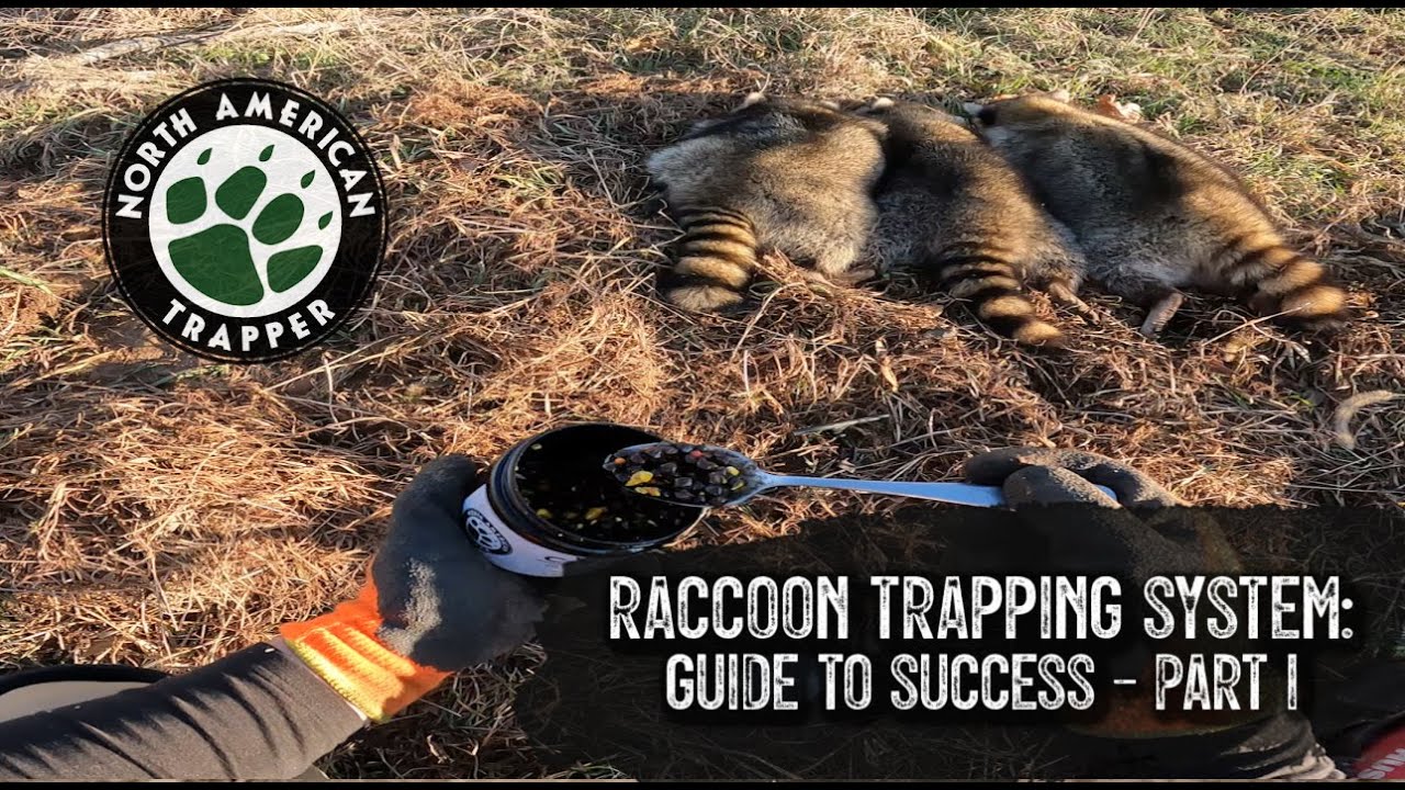 RACCOON TRAPPING SYSTEM: Guide to Success ~ Part #1