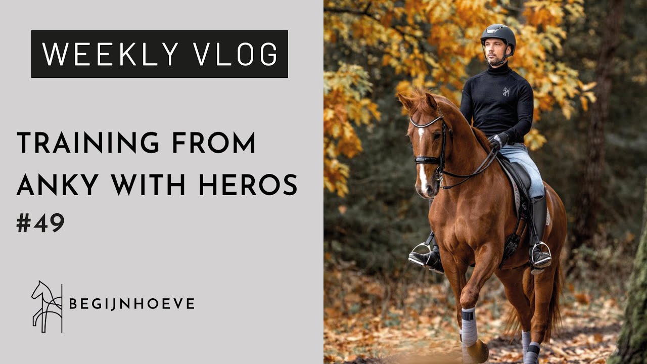 Improving piaffe/passage with Fanatique and Heros & Rob train with Anky | Begijnhoeve | Weekvlog #49