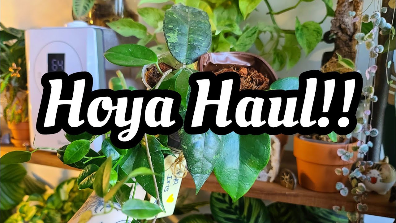 Hoya Haul from Snooty Fox Plant Shop on Etsy!! 🦊🌿 unexpected & beautiful plants + cats on catnip