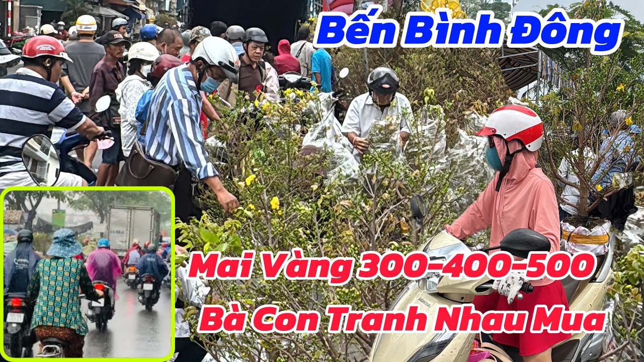 ✅Hoa Tết bến Bình Đông: người Sài Gòn đội mưa đi mua mai giá rẻ 400k, 500k được ví đẹp như hoa hậu