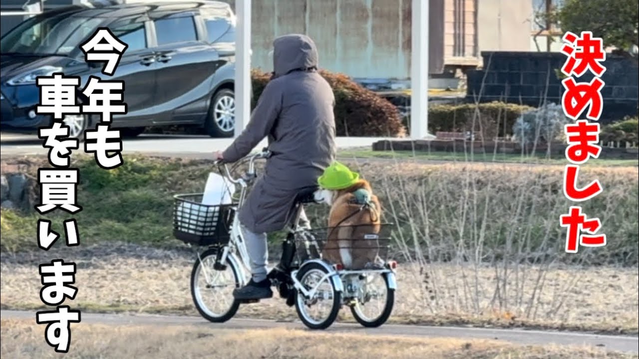 【ご近所名物】柴犬を自転車に乗せて徘徊するおじさん…