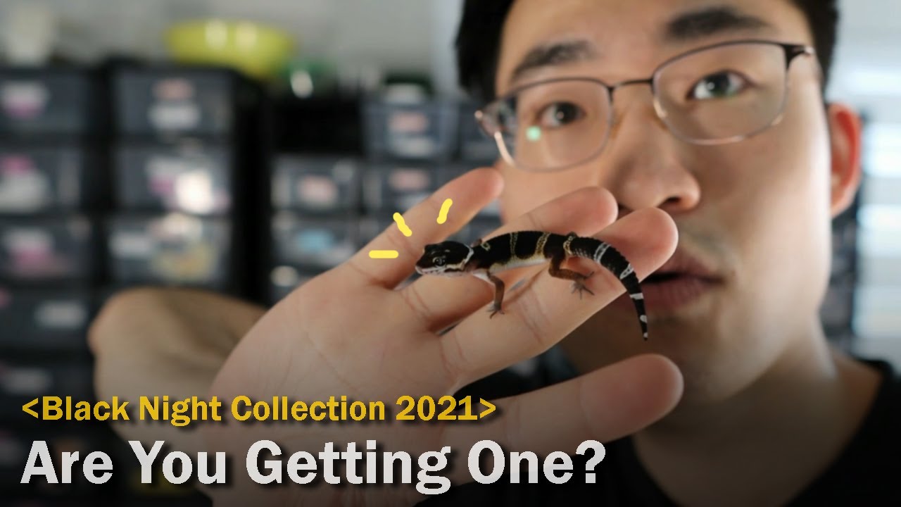 Watch This If You're Getting A Black Night Leopard Gecko Near The Future | GECKOPIA