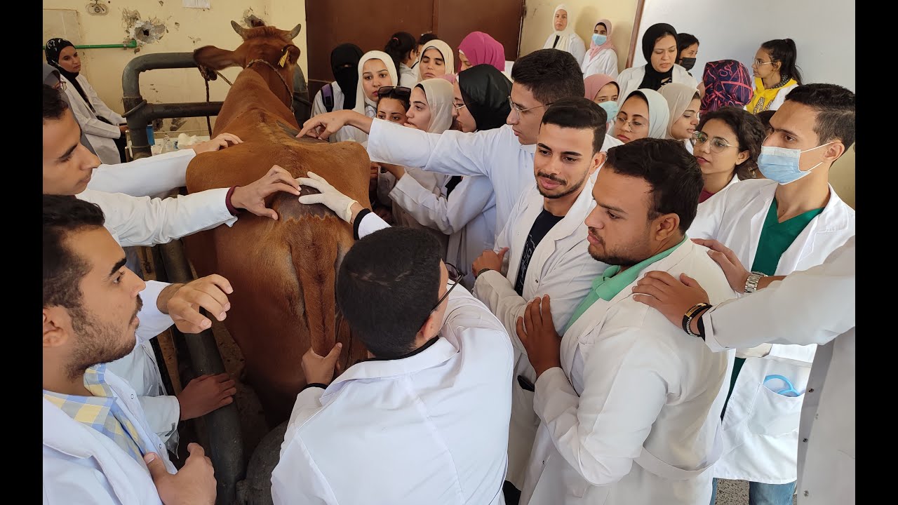 🐄 🐂Epidural analgesia in cow (Caudal posterior epidural by small dose of anesthetic solution) 🐄 🐂