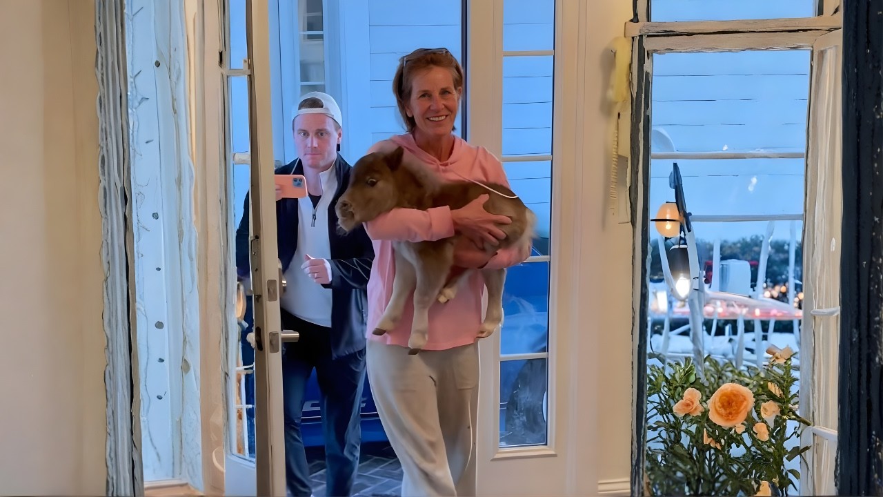 Die Reaktion dieses kleinen Pferdes auf Golden Retriever wird dein Herz schmelzen lassen