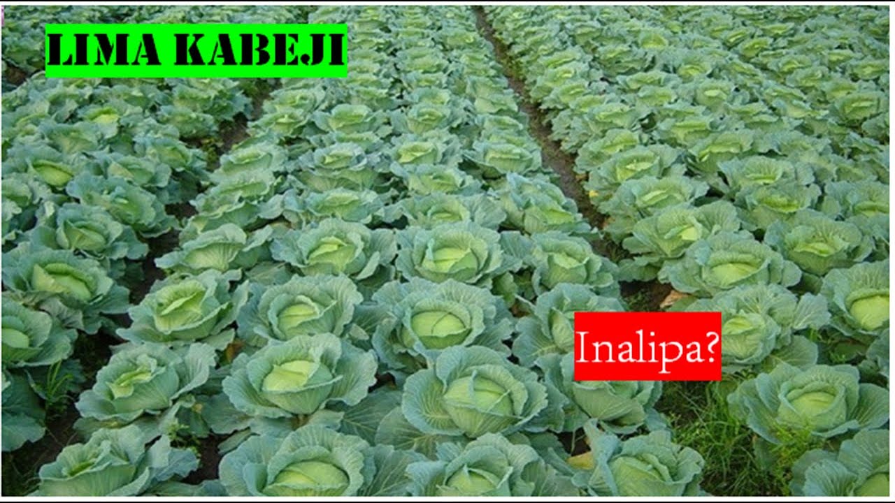 KILIMO BORA CHA (KABICHI) CABBAGE;Kilimo cha kabichi Tanzania kinalipa sana