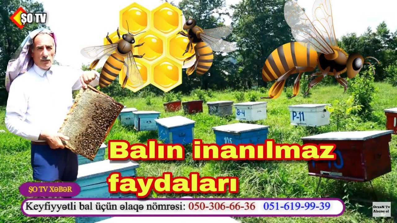 Xalis Balın inanılmaz faydaları - Astara Miki kəndi