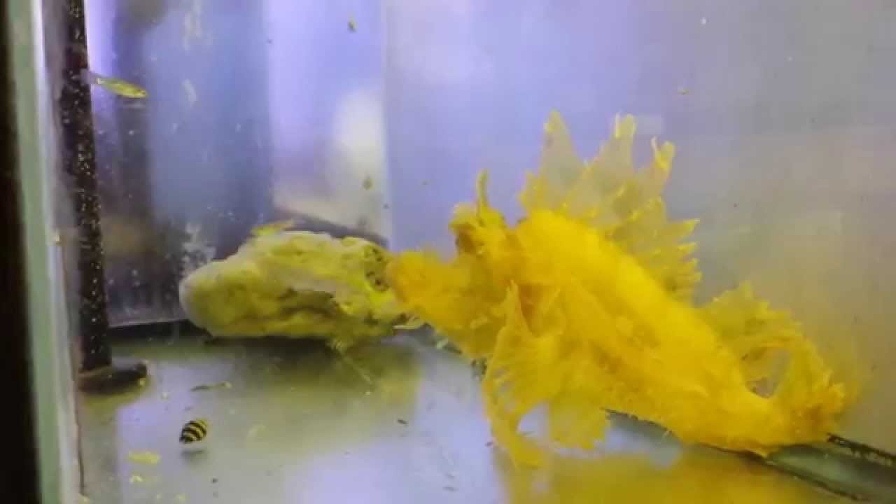 Rhinopia Scorpionfish - $325