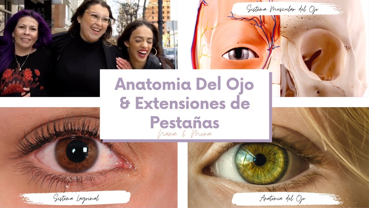Anatomia del Ojo - De que manera se relaciona con Extensiones de Pestañas