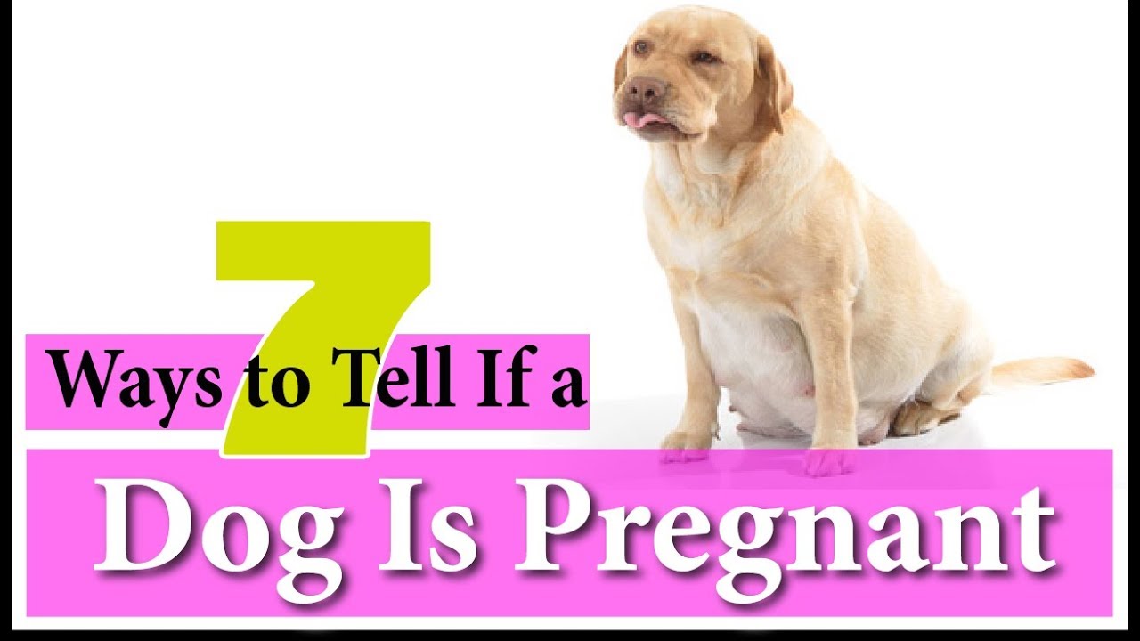 7 Ways to Tell If a Dog Is Pregnant 2018 ! Week By Week Calendar