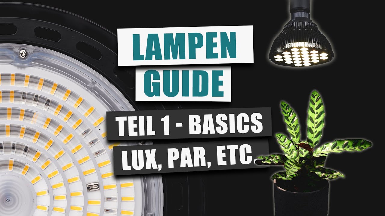 Beleuchtung für Zimmerpflanzen (Teil 1) - Die Basics