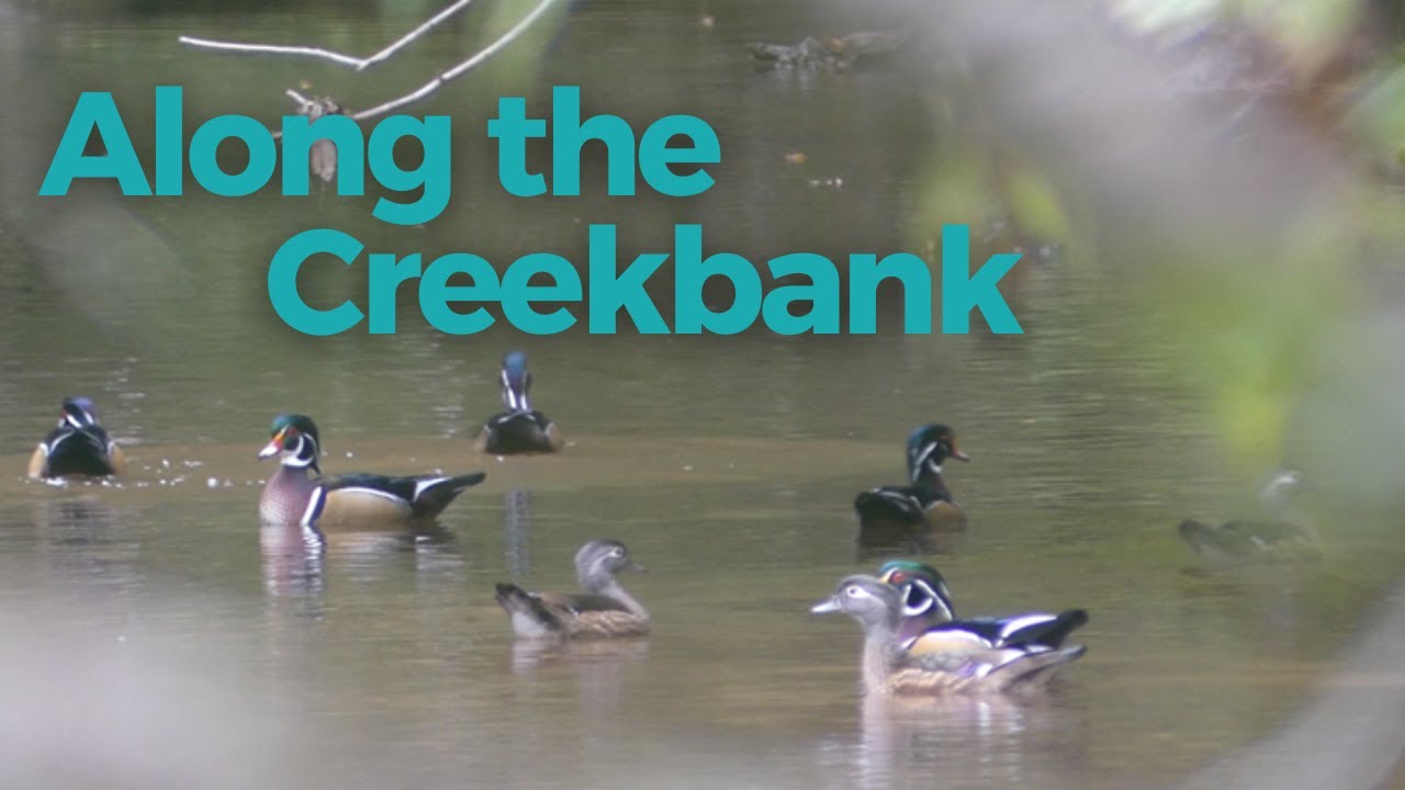 Along the Creekbank: Wood Ducks & More!
