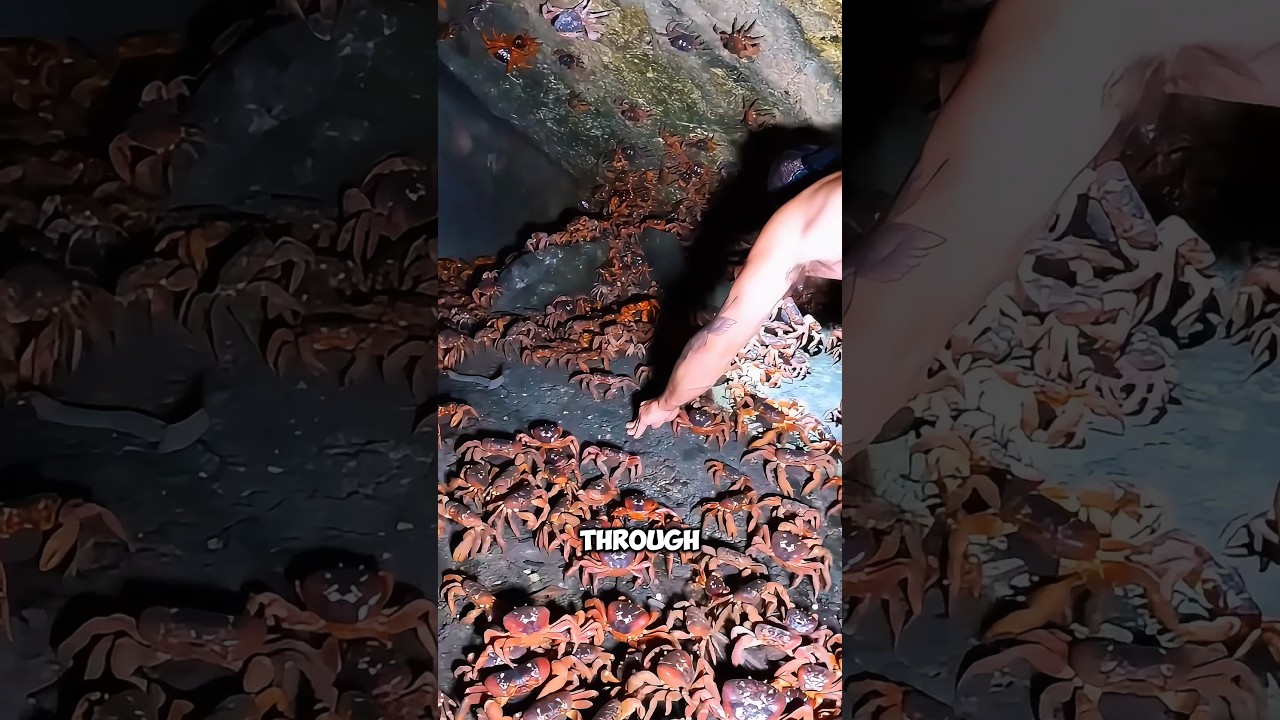 Why Crab Farming Is Exploding in China 🦀