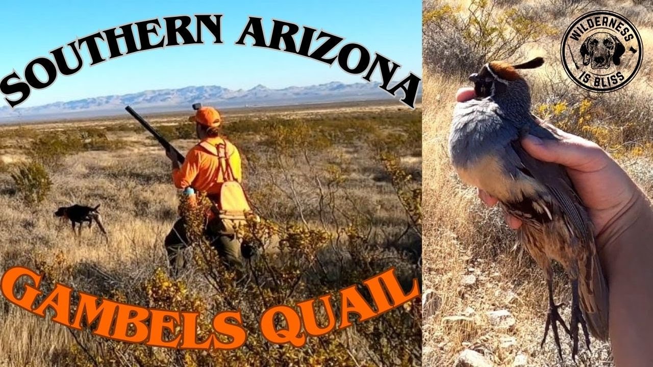CHASING COVEYS | Southern Arizona Gambel's Quail Hunt