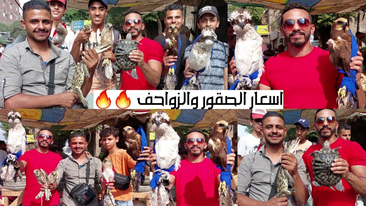 سوق الجمعة بالسيدة عائشة بالاسعااار صقور حوامات تماسيح سلاحف ترس ارانب حرابى تعابين قنافد سحالى و