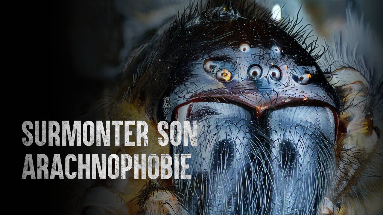 Comment survivre à l’arachnophobie