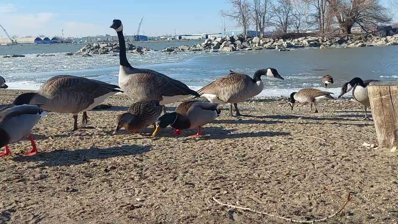 Geese #windsor #canadsgeese #cccaf #cobrachickens 