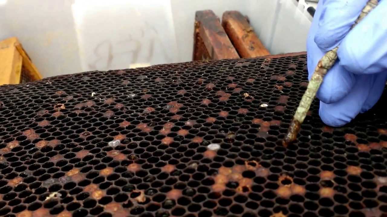 NWNJBA Video Short - American Foulbrood Infected Frame Preview