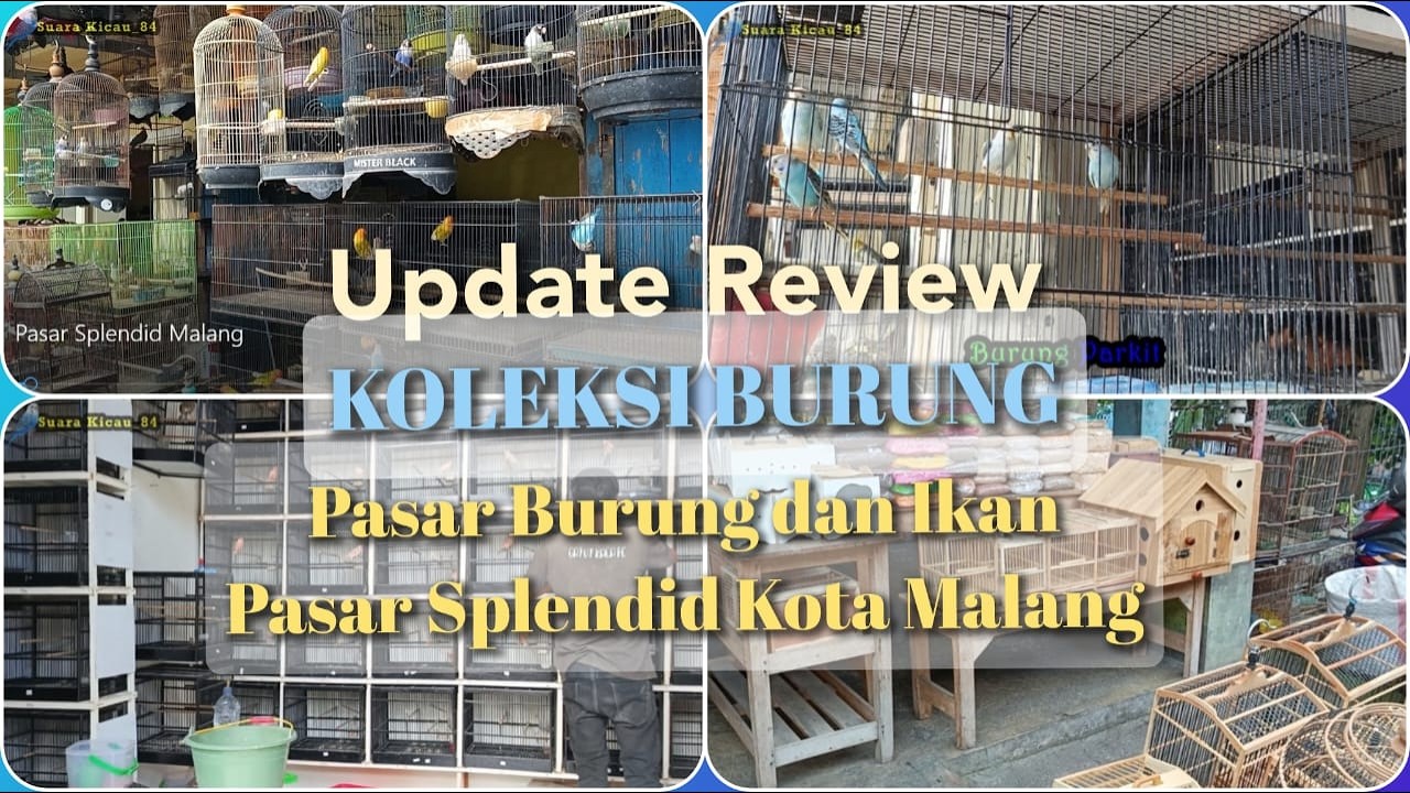 Pasar Burung Splendid Malang - Update Review, Jalan-Jalan, Koleksi Burung, Pakan, dan Sangkar